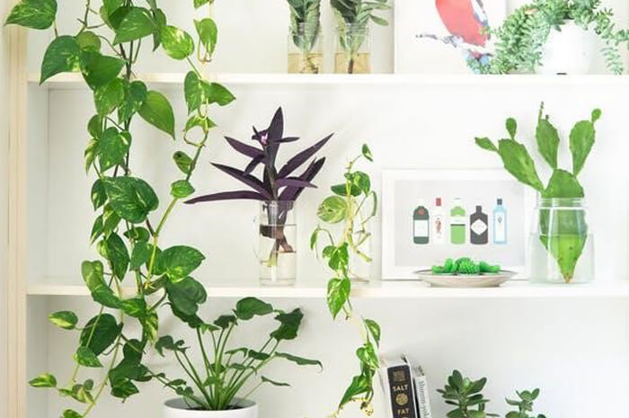 Benefits biophilic design