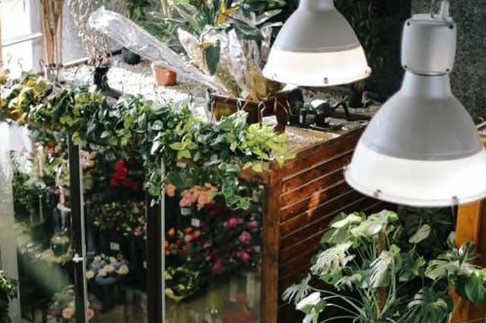 Biophilic interior design 